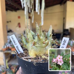 2810 03 Arabicum Vitrine Emerald Crown
