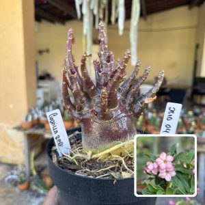 2810 04 Arabicum Vitrine Godzilla Red