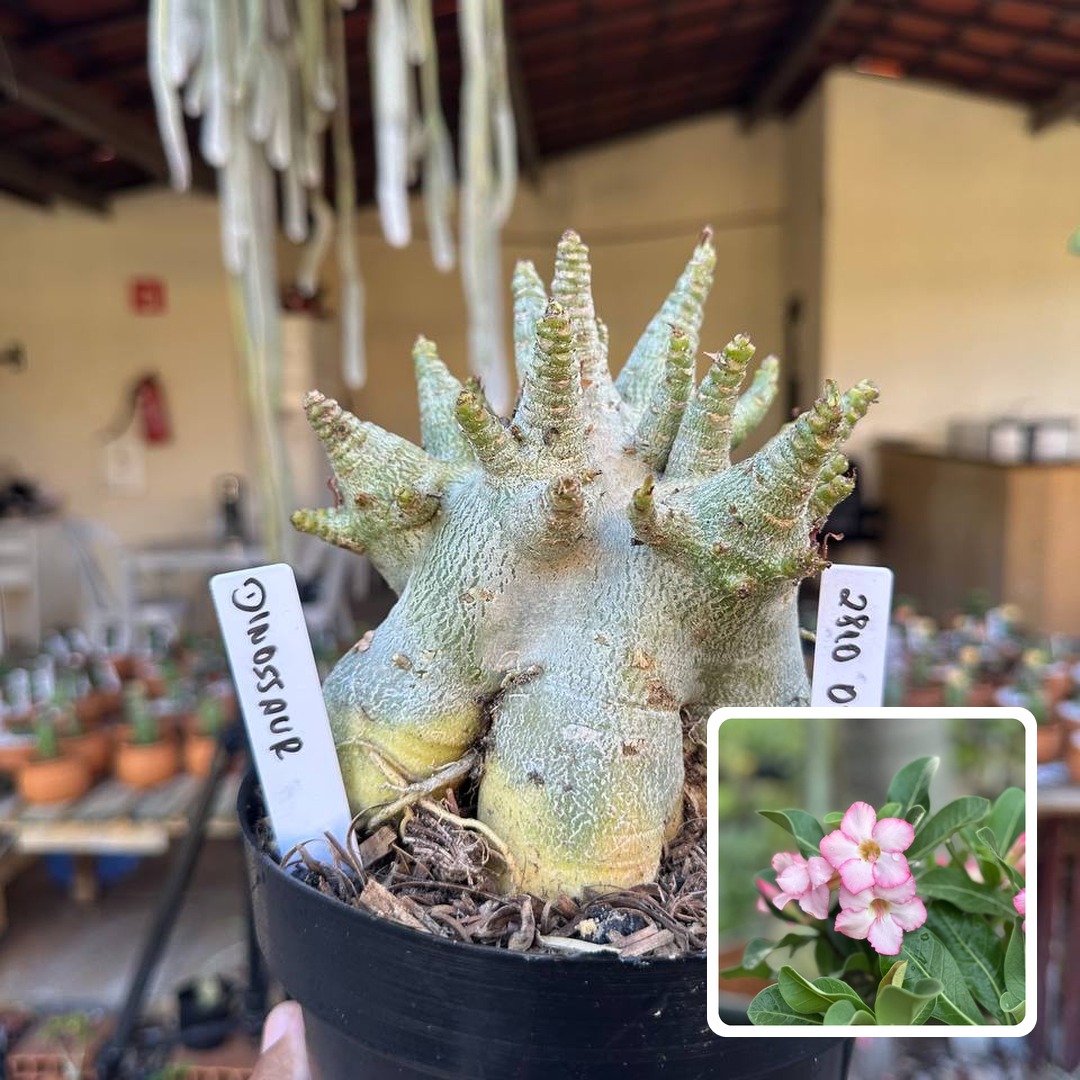 2810 05 Arabicum Vitrine Dinossaur