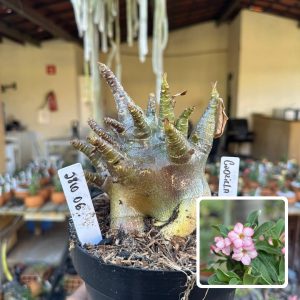 2810 06 Arabicum Vitrine Godzilla