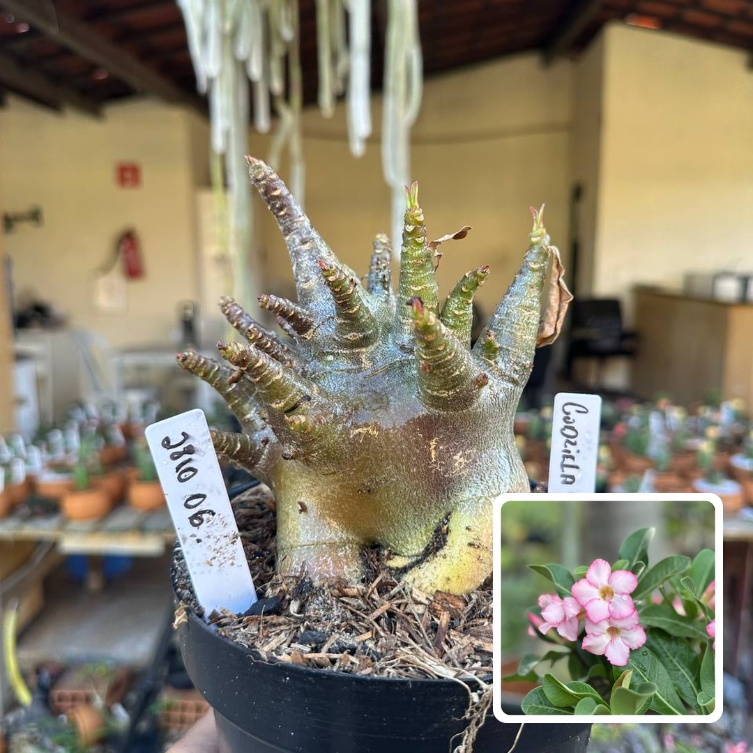 2810 06 Arabicum Vitrine Godzilla