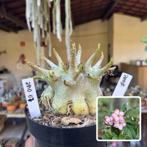 2810 07 Arabicum Vitrine Zeus