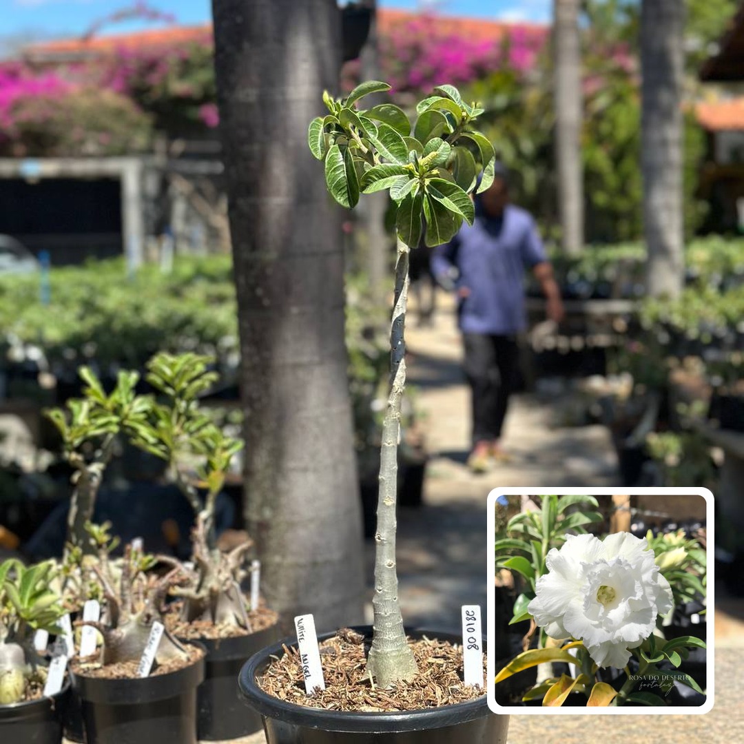2810 08 Anaconda White Angel