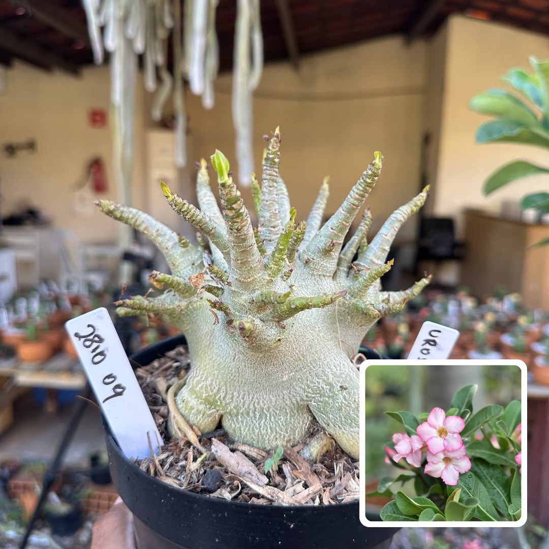2810 09 Arabicum Vitrine Urus