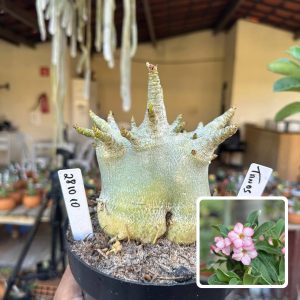2810 10 Arabicum Vitrine Tanos