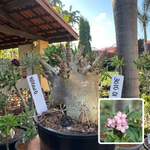 3010 01 Arabicum Vitrine Volcano
