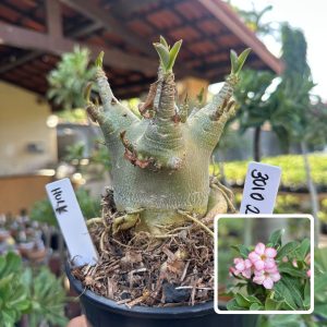 3010 03 Arabicum Vitrine Hulk
