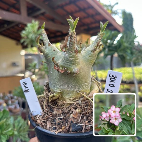 Arabicum Vitrine Hulk