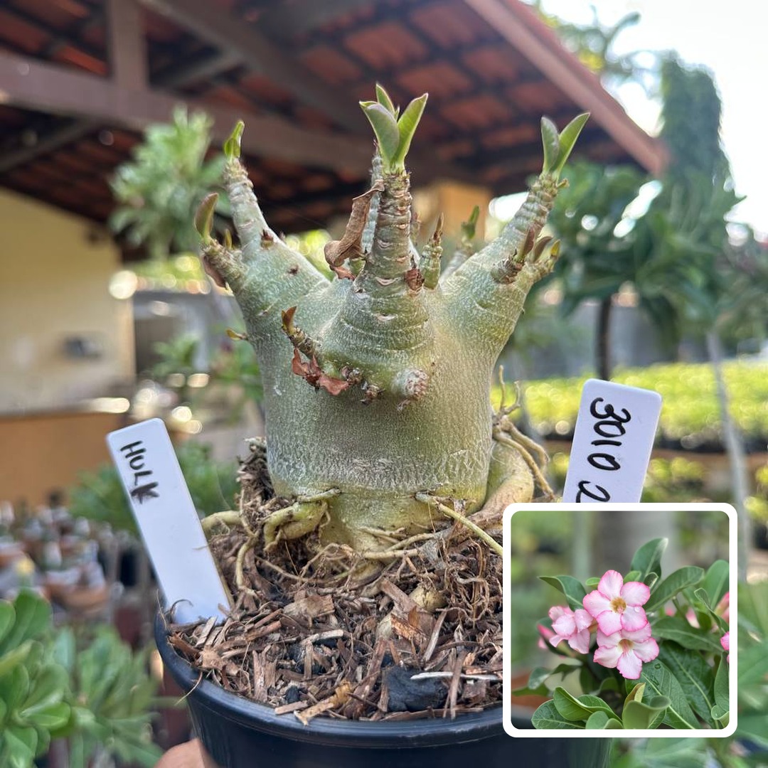 3010 03 Arabicum Vitrine Hulk
