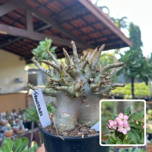 3010 04 Arabicum Vitrine Tiranossauro