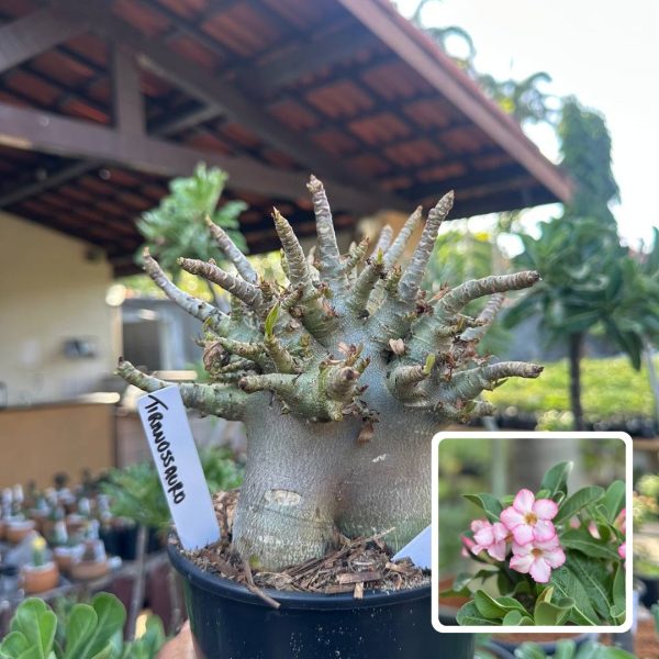 Arabicum Vitrine Tiranossauro