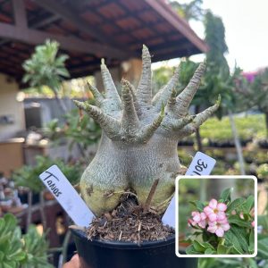 3010 05 Arabicum Vitrine Tanos