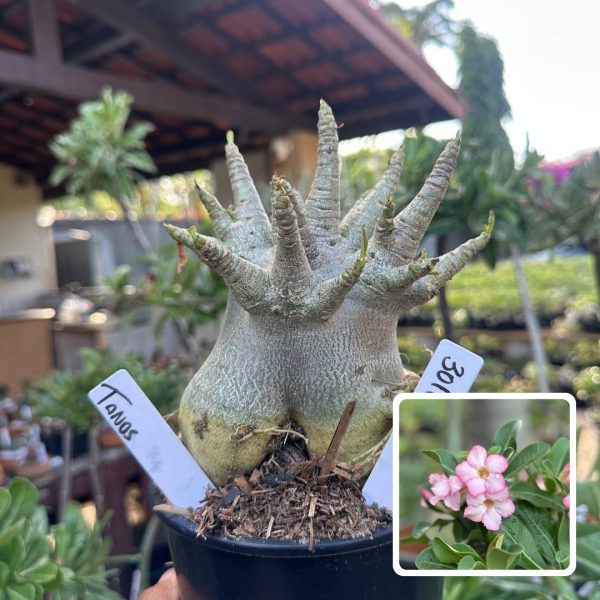 Arabicum Vitrine Tanos