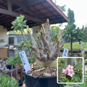 3010 06 Arabicum Vitrine Godzilla