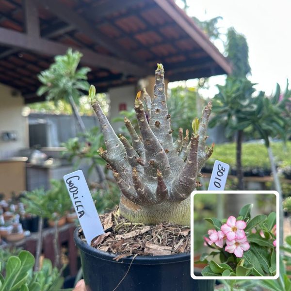 Arabicum Vitrine Godzilla