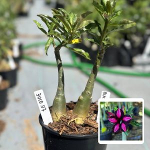 3010 07 Rosa do Deserto Black Cherry
