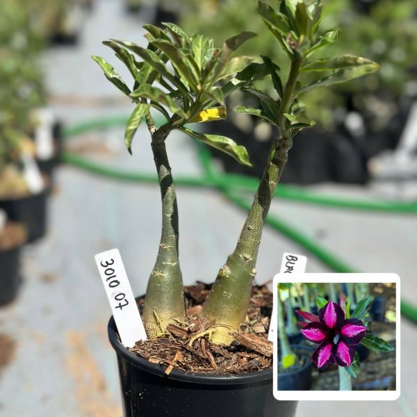 Rosa do Deserto Black Cherry