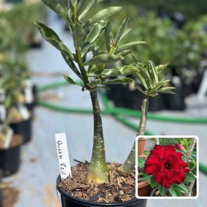 3010 09 Rosa do Deserto Queen Red