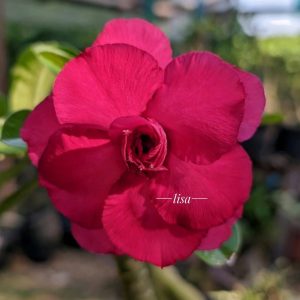 Rosa do Deserto Apple (Swazicum Dobrada)
