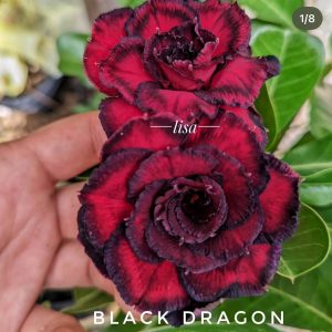 Rosa do Deserto Black Dragon