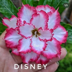 Rosa do Deserto Disney