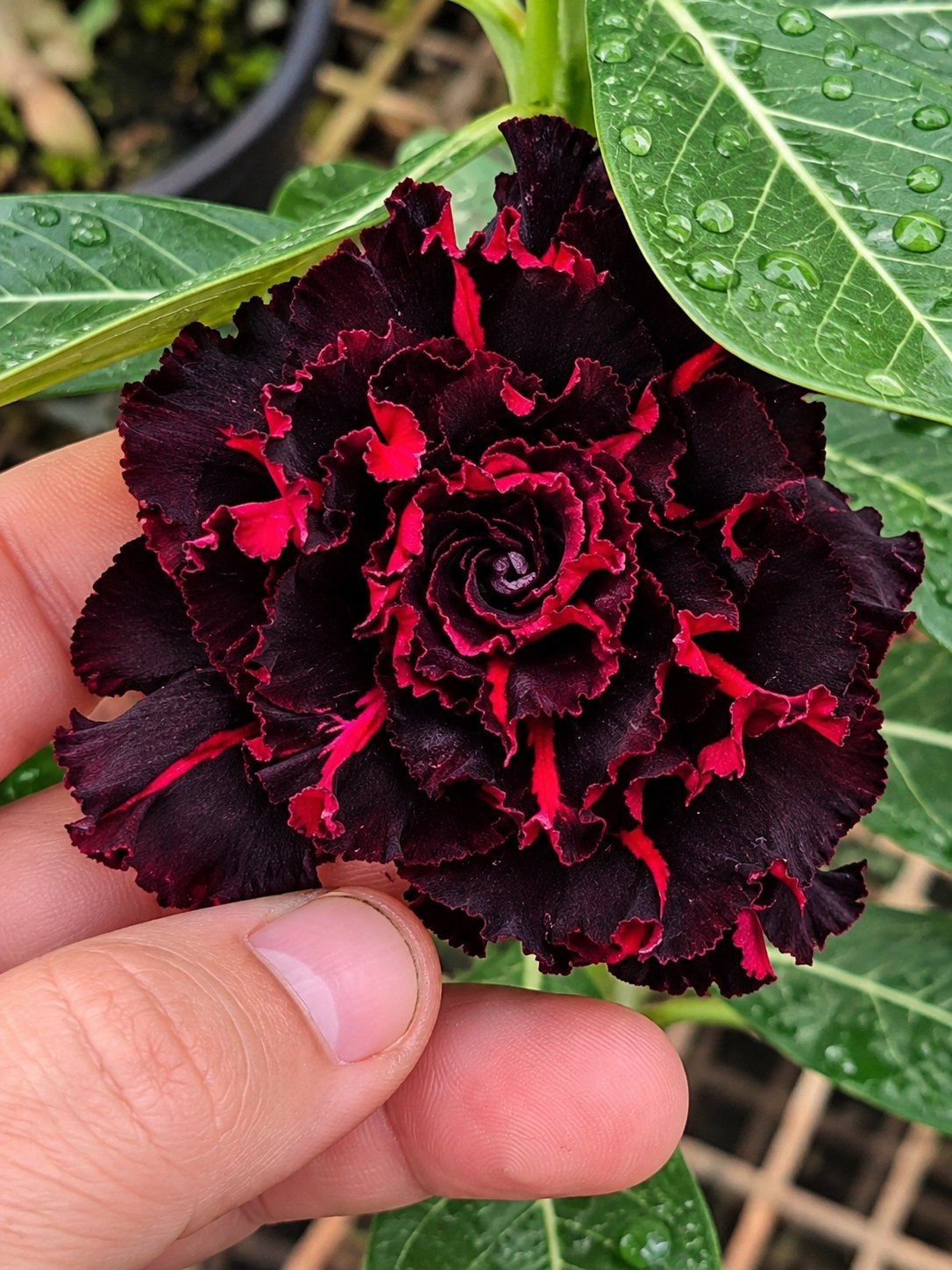 2610 10 Rosa do Deserto Drácula (Leilão) - Imagem 2