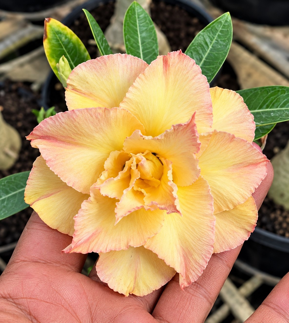 2010 70 Rosa do Deserto Golden Dragon - Imagem 2