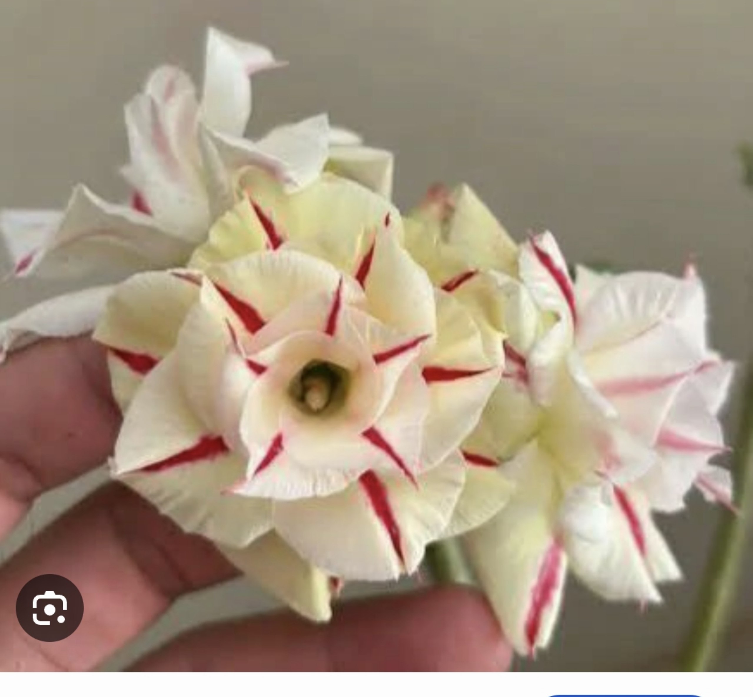 2810 01 Socotra Radiante Star - Imagem 2