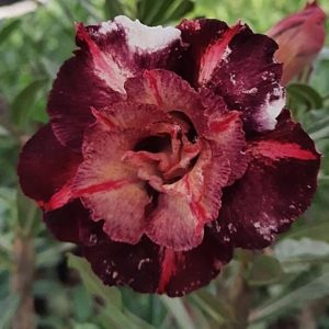 Rosa do Deserto Godiva