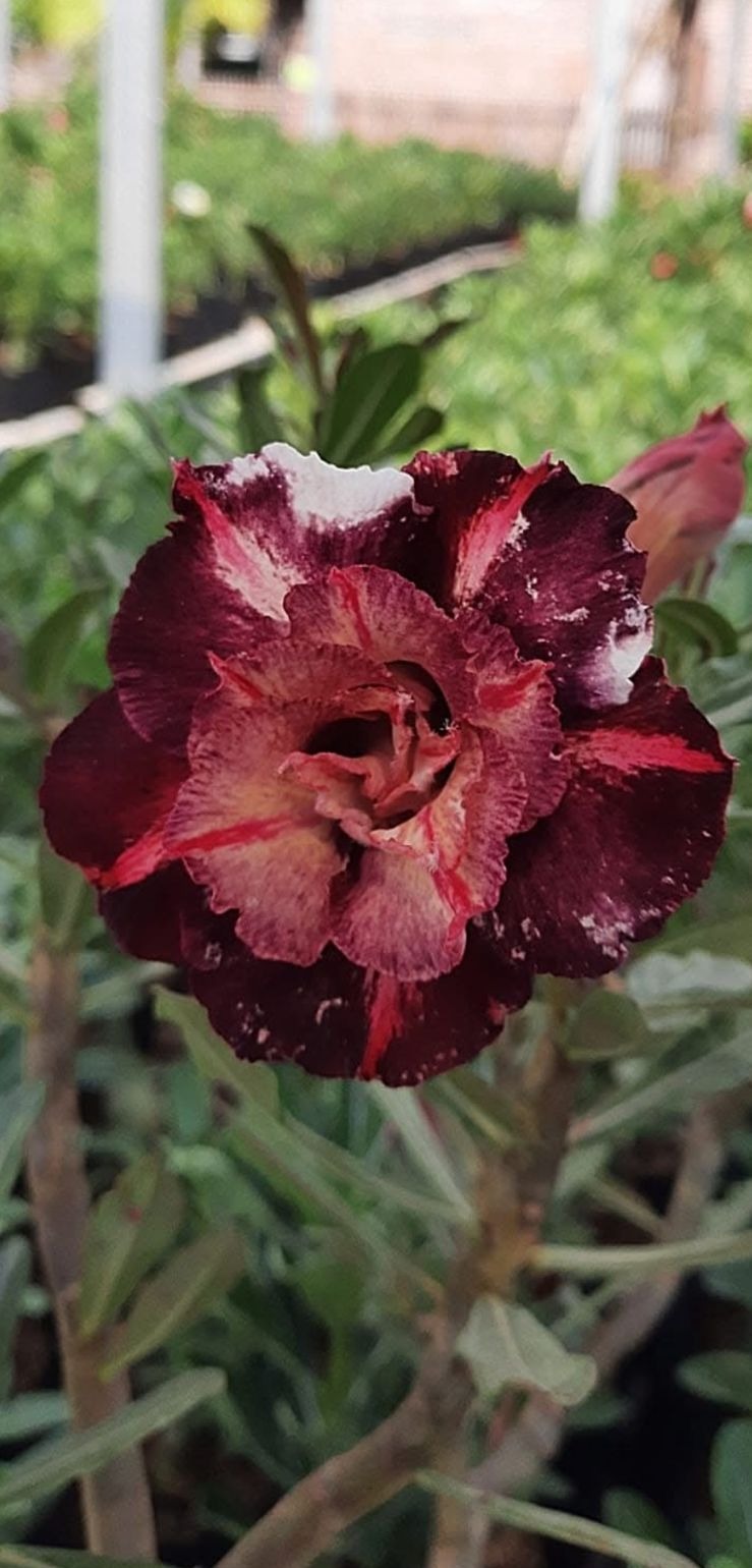Rosa do Deserto Godiva