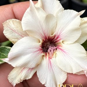 Podadinha - Rosa do Deserto Greta